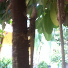 striped anole