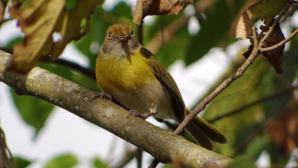 Lemon-chested Greenlet 