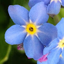 Forget-me-not
