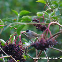 Blackcap