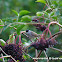 Blackcap