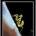 Mantis