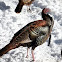 Tom wild turkey