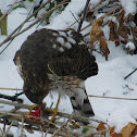 Coopers Hawk