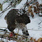 Coopers Hawk