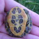 Red Eared Slider