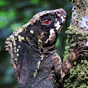Smoothhead Helmeted Basilisk