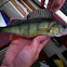 European perch