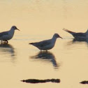Black-headed Gull
