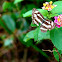 Neptis hylas papaja