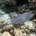 Scribbled Leatherjacket