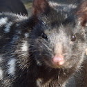 Eastern Quoll