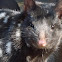 Eastern Quoll