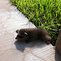 Baby raccoon