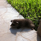 Baby raccoon