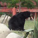 black bear