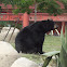 black bear