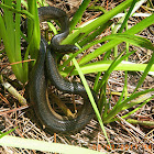 Striped crayfish snake