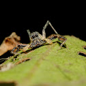 Jumping Spider (Male)