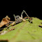 Jumping Spider (Male)