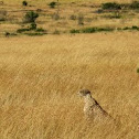 Cheetah