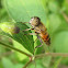 Hover Fly