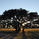 Live oak