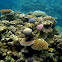 Brain coral