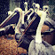 Pelican