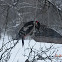 Great Spotted Woodpecker/Greater Spotted Woodpecker