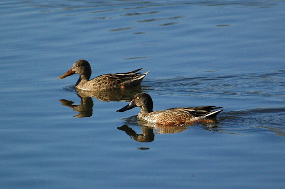Spotting Image 1