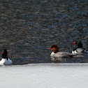 Common Merganser
