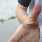 Praying mantis