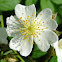 Multiflora Rose
