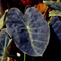 Colocasia esculenta