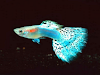 Vendo Peces Y Acuarios A Pedido