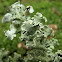 Hooded Tube-lichen?
