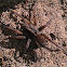Wolf Spider