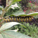 Monarch Butterfly Caterpillar