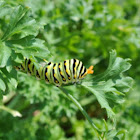Black Swallowtail Caterpillar
