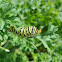 Black Swallowtail Caterpillar