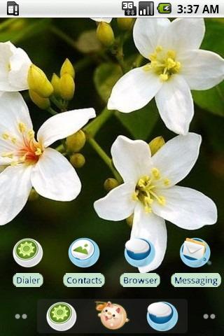 White Tung Blossom_SQTheme_ADW