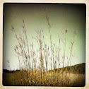 Big Bluestem