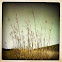 Big Bluestem