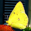Lively Clouded Sulphur