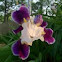 Iris, blue flag