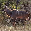 Greater Kudu