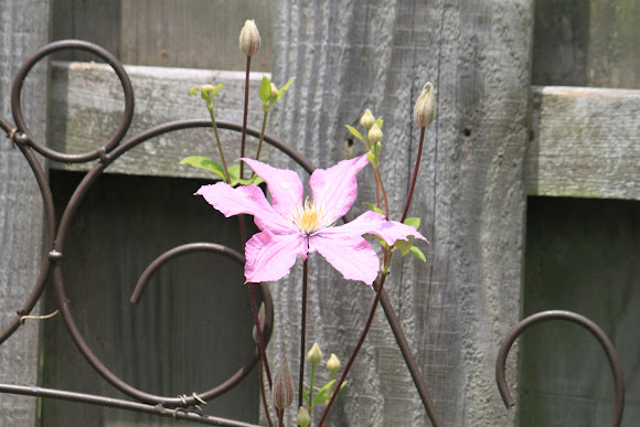 Spotting Image 1