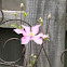 Clematis