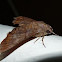 Sphinx moth